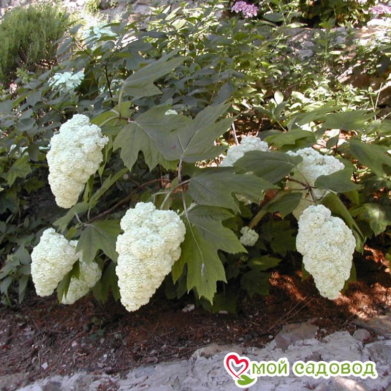 Гортензия дуболистная Гармония ЗКС