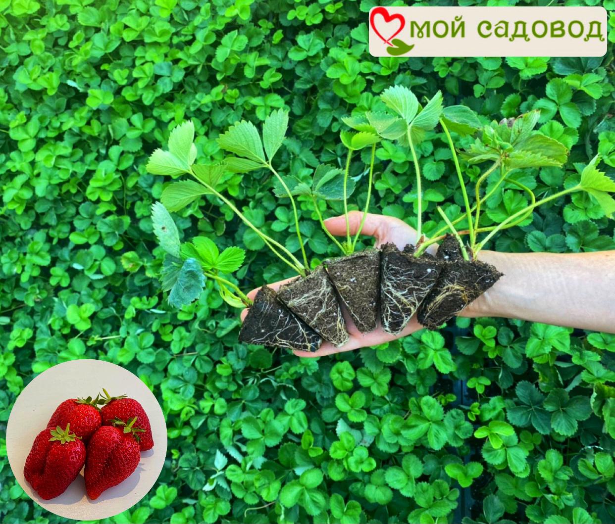 Клубника Индука