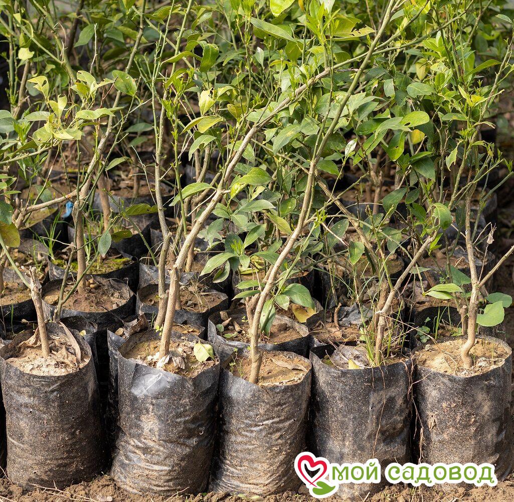 Алыча Елизавета