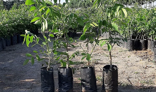 Грецкий Орех Иван Богряный